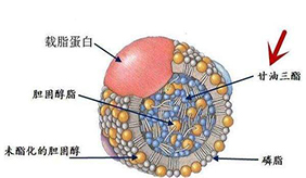 &#122;&#111;&#116;&#121;&#20013;&#27431;